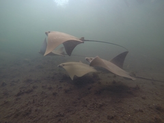 Rhinoptera steindachneri