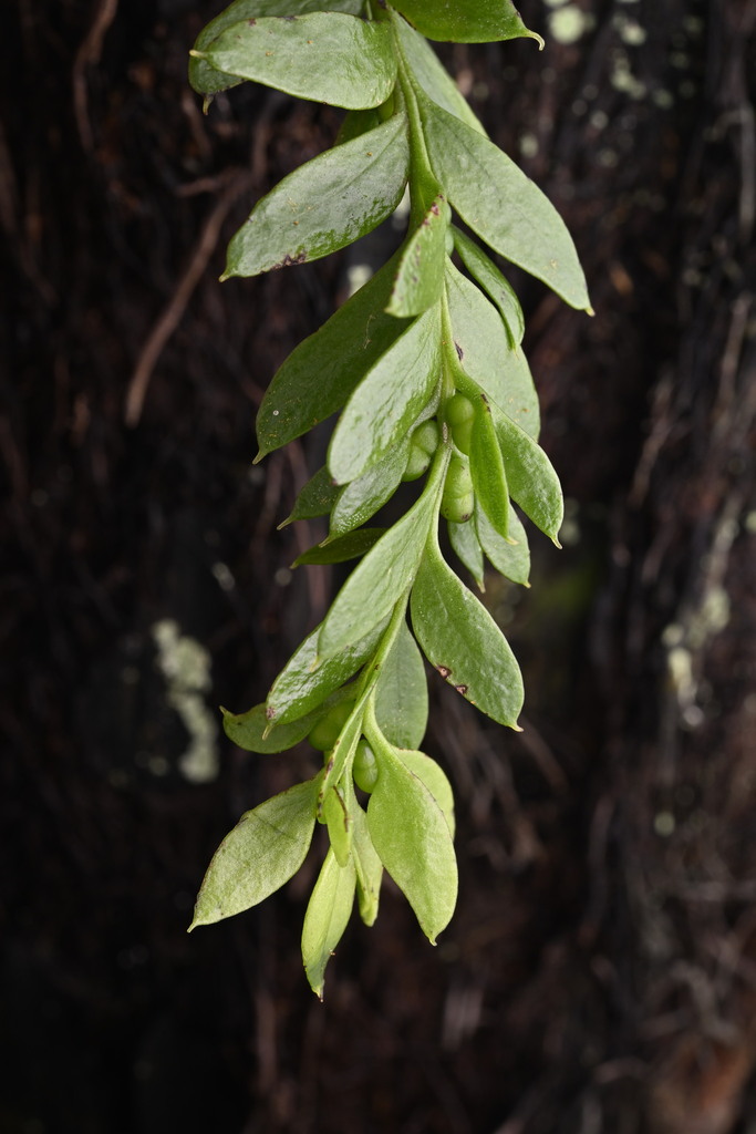 Tmesipteris lanceolata