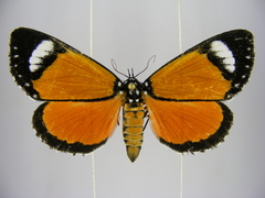Phaegorista