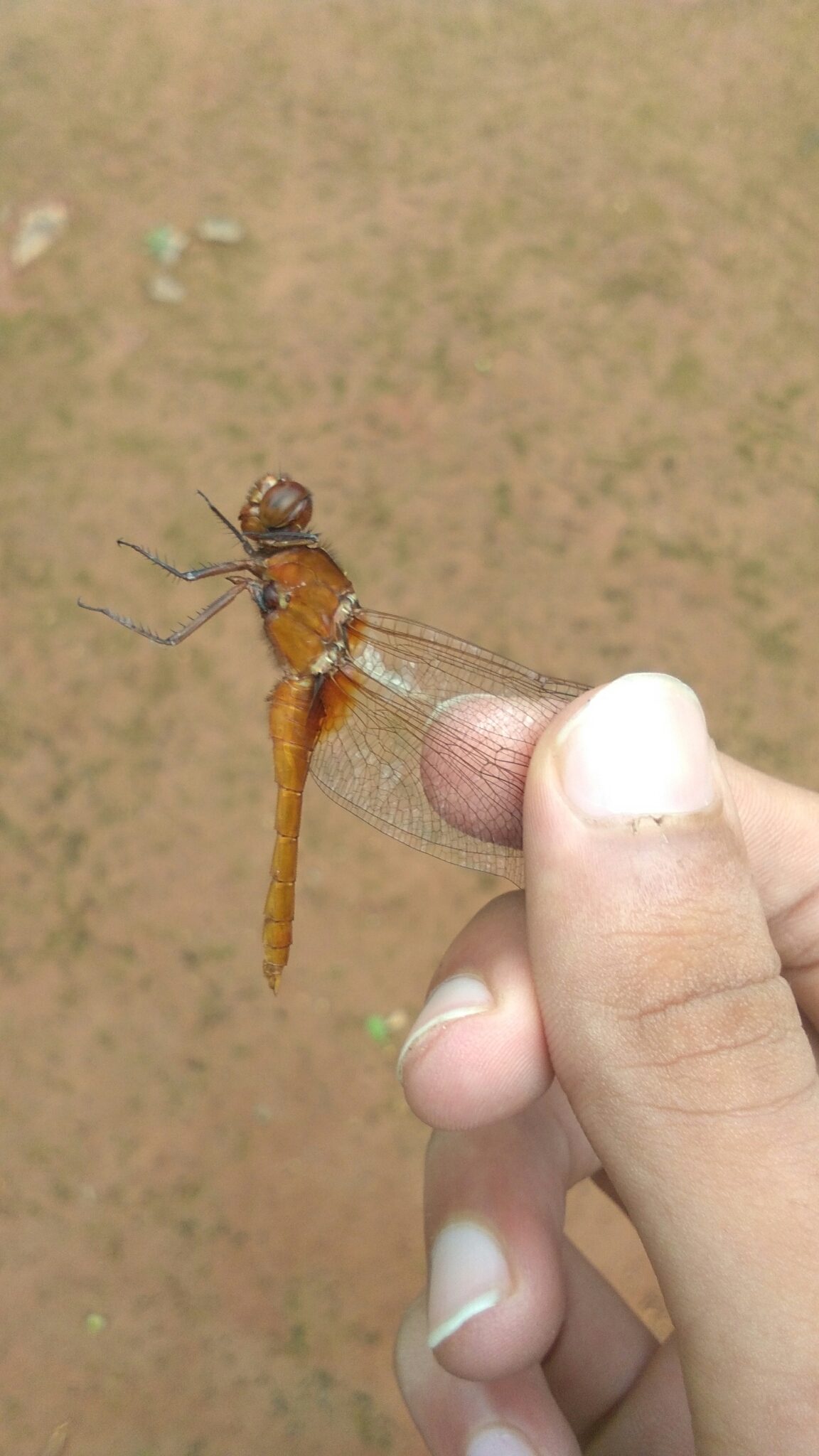 Rufous Marsh Glider