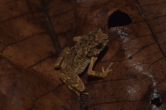 Ingerophrynus divergens