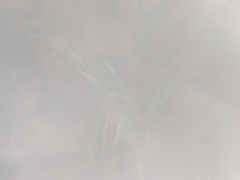 Potamogeton obtusifolius