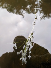 Potamogeton obtusifolius