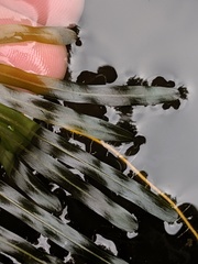 Potamogeton obtusifolius