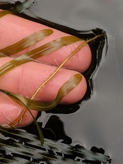 Potamogeton obtusifolius