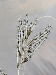 Potamogeton obtusifolius