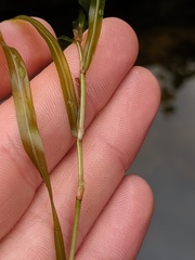 Potamogeton obtusifolius