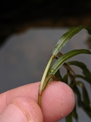 Potamogeton obtusifolius