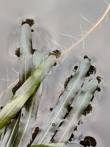 Potamogeton obtusifolius iNat (3)