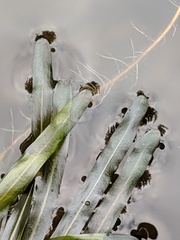 Potamogeton obtusifolius