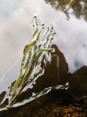 Potamogeton obtusifolius