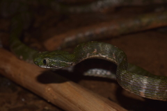 Boiga