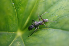 Salticidae