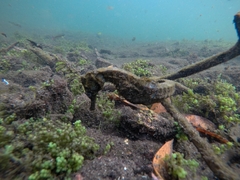 Hippocampus ingens