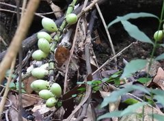 Gnetum luofuense