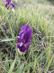 Iris reichenbachii, photograph (c) Benjámin Gábor Balog, some rights reserved (CC BY)