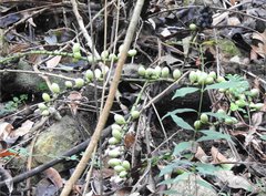 Gnetum luofuense