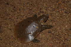 Malayan Soft-Shelled Turtle photo 2