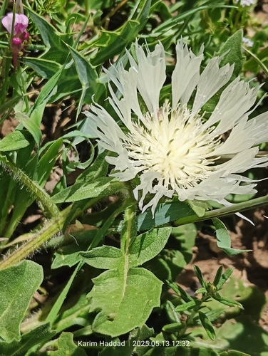 Iberian knapweed