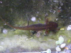 Lissotriton
