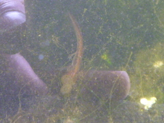 Lissotriton