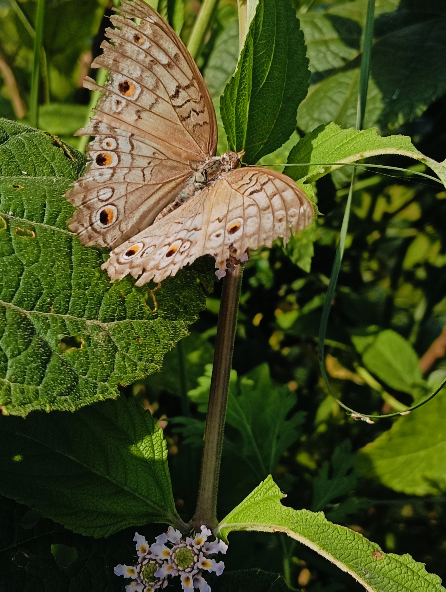 Grey Pansy