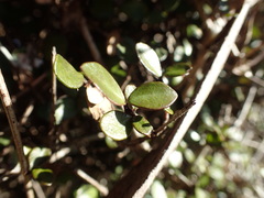 Neomyrtus pedunculata