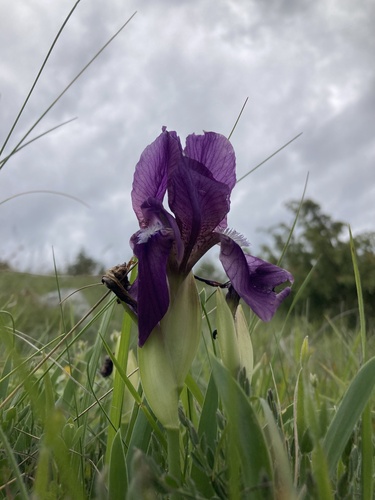 Iris reichenbachii, photograph 5