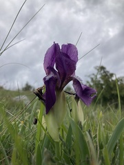 Iris reichenbachii, photograph (c) Benjámin Gábor Balog, some rights reserved (CC BY)