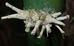 Bambusa oldhamii