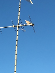 Streptopelia decaocto