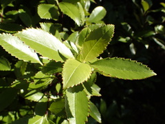 Ascarina lucida lucida