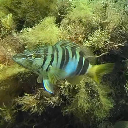 Serranus scriba