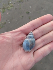 Buccinastrum deforme