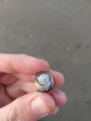 Buccinastrum deforme