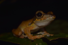 Polypedates macrotis