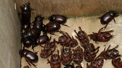 Cheiroplatys latipes