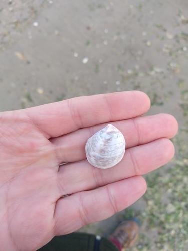 Crepipatella dilatata