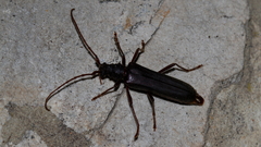 Phlyctaenodes pustulosa