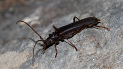 Phlyctaenodes pustulosa