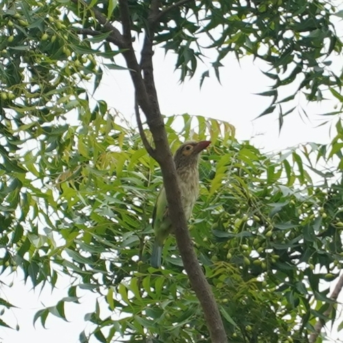 Lineated Barbet