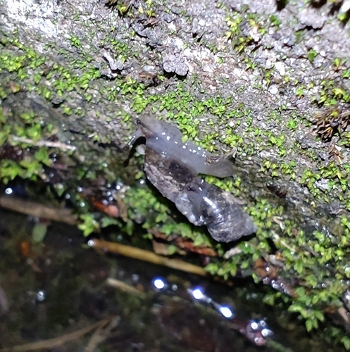 Neosuccinea lyrata observed 2025-05-23