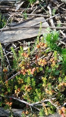 Phylica parviflora