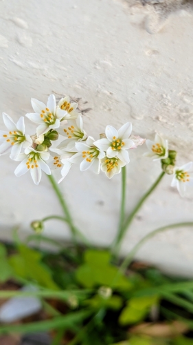 Honeybells (Nothoscordum ×)
