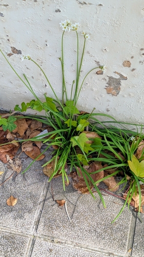 Nothoscordum × borbonicum, photograph 2