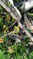Phylica parviflora