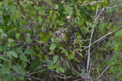 Porophyllum punctatum