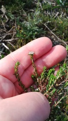 Phylica parviflora