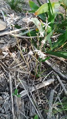 Trachyandra flexifolia