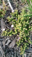 Drosanthemum hispifolium